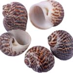 Concha Caracol Natural – 20 Gramas