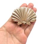 Entremeio Concha Mar 5,3x7cm Dourado - 1 Und - Imagem 3