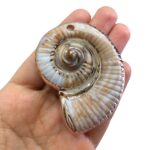 Pingente Caracol do Mar 7cm Abs Dourado - 1 Und - Imagem 3