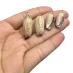 Pingente Concha do Mar Natural C/ Dourado – 1 Und - Imagem 2