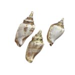 Pingente Concha do Mar Natural C/ Dourado – 1 Und