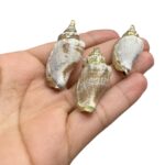 Pingente Concha do Mar Natural C/ Dourado – 1 Und - Imagem 3