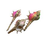 Pingente Concha do Mar Multicor C/ Dourado – 1 Und
