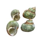 Pingente Concha do Mar Verde C/ Dourado – 1 Und