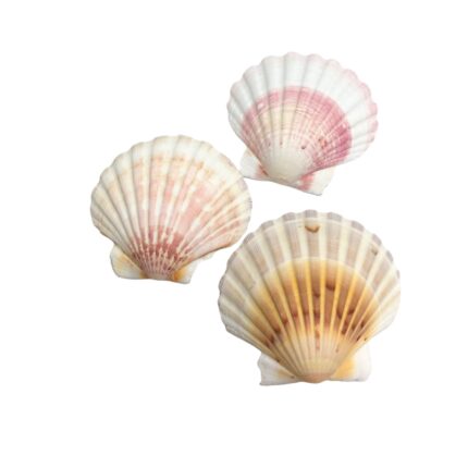 Concha do Mar 10cm Natural - 1 Und