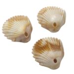 Conta Pingente Concha 30mm Abs - 20 Gramas