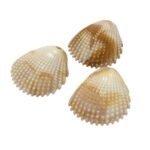 Conta Pingente Concha 30mm Abs - 20 Gramas - Imagem 3
