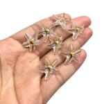 Entremeio Abs Estrela do Mar C/ Borda Dourado - 20 Gramas - Imagem 2