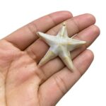 Conta Estrela Do Mar 40mm Abs - 20 Gramas - Imagem 3