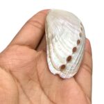 Concha Abalone Mini - 1 Und - Imagem 6