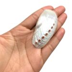 Concha Abalone Mini - 1 Und - Imagem 2