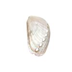 Concha Abalone Mini - 1 Und - Imagem 5