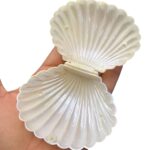 Caixa Concha Do Mar Pérola 8cm - 1 Und - Imagem 2