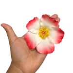 Aplique Flor 10cm Color - 1 Und - Imagem 2