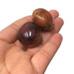 Semente Olho De Boi - 1 Und - Imagem 4