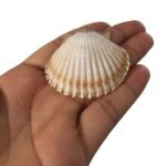 Pingente Concha Do Mar C/ Frizo – 1 Und - Imagem 3