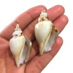 Pingente Concha Do Mar C/ Frizo – 1 Und - Imagem 3