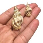 Pingente Concha Do Mar C/ Frizo – 1 Und - Imagem 2