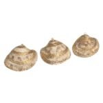 Pingente Concha Do Mar C/ Frizo – 1 Und