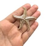Broche Estrela Do Mar 55mm Dourado – 1 Und - Imagem 4